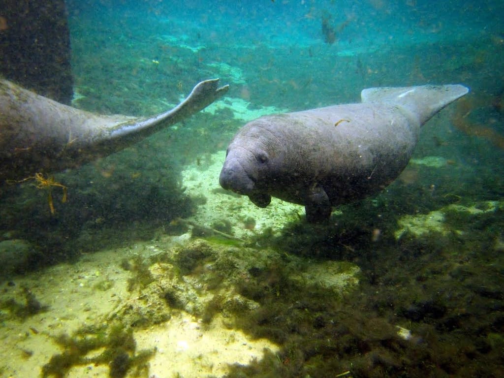 Swimming with Manatees | So you want to be a zoo keeper? Chats with Conservationists: Sophie | Pigments by Liv